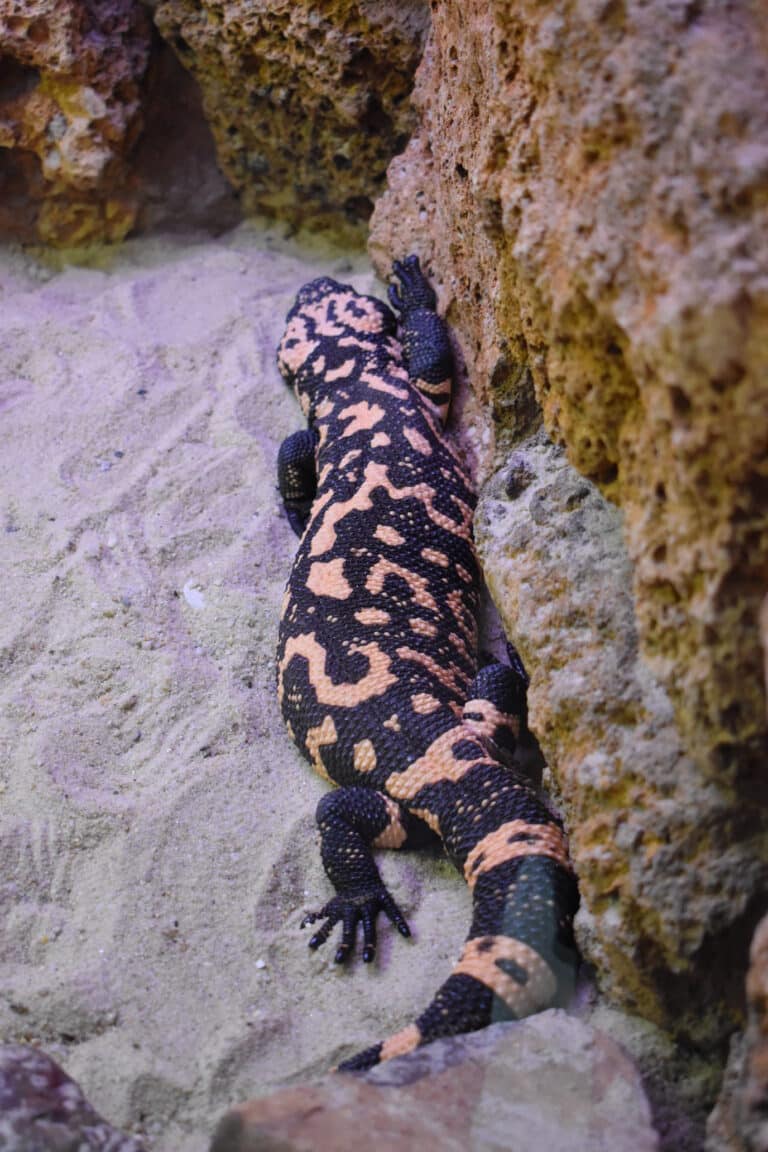 alligator bay heloderma suspectum 03
