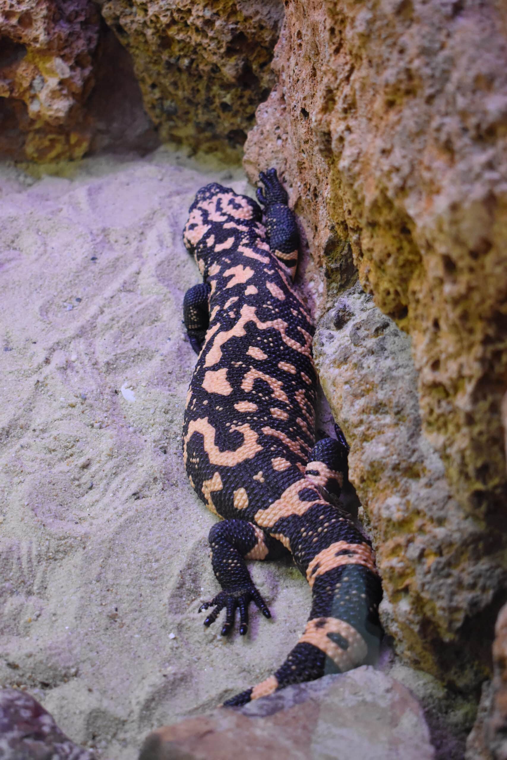 alligator bay heloderma suspectum 03