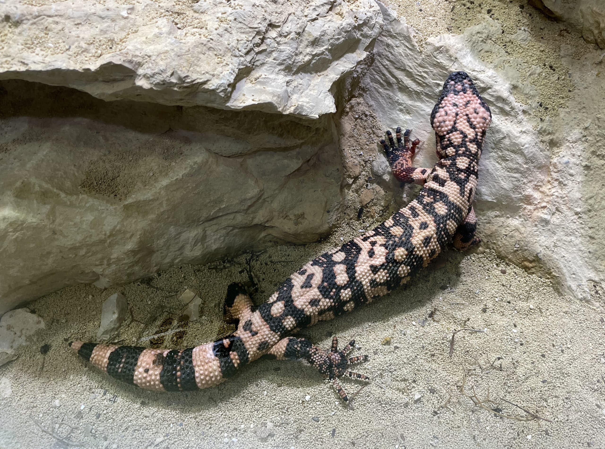 gila krustenechse heloderma suspectum 3488