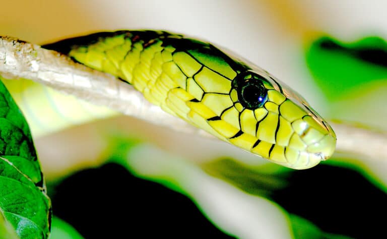 west african green mamba (dendroaspis viridis) 2 west african green mamba (dendroaspis viridis) 2