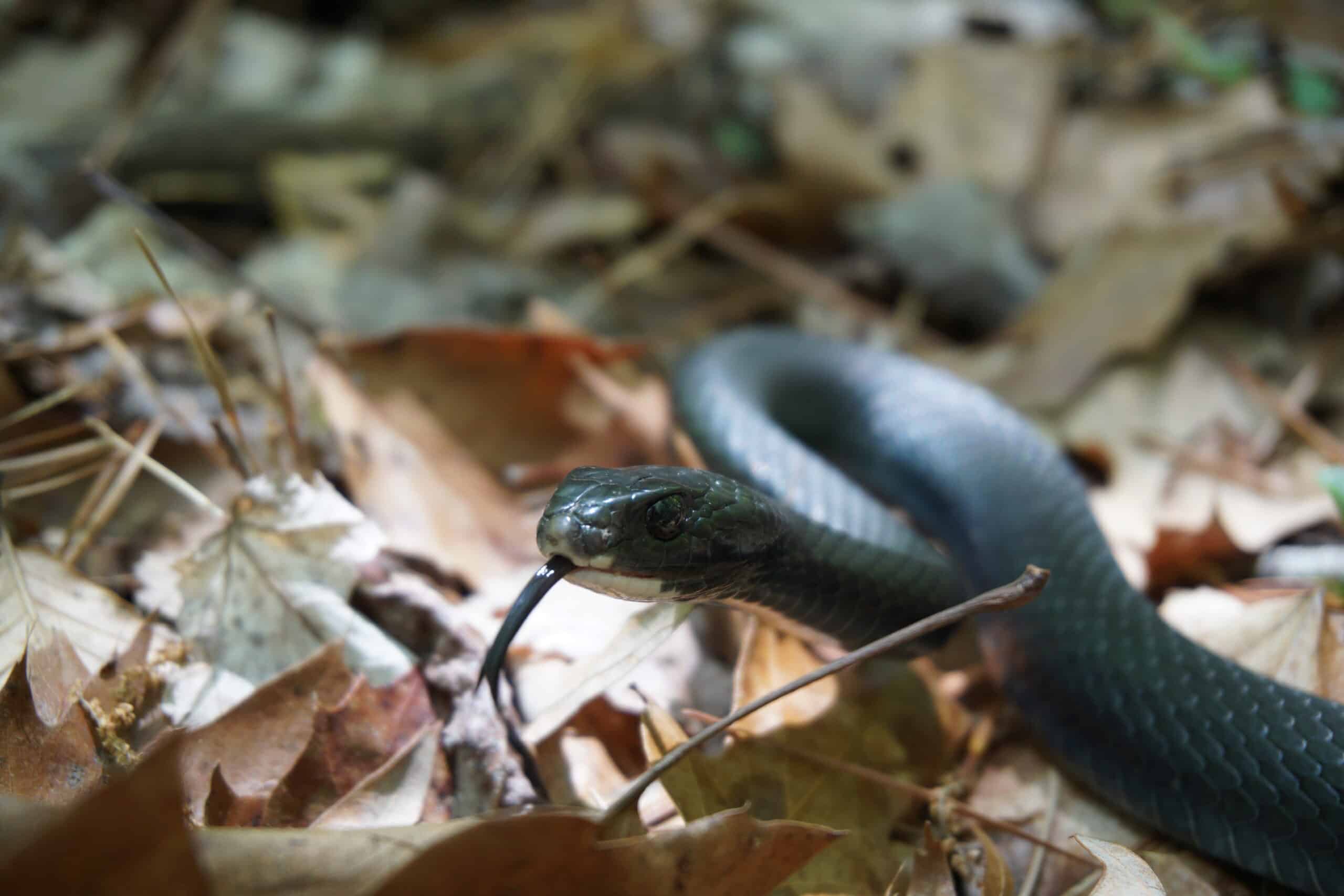 coluber constrictor north american racer 03