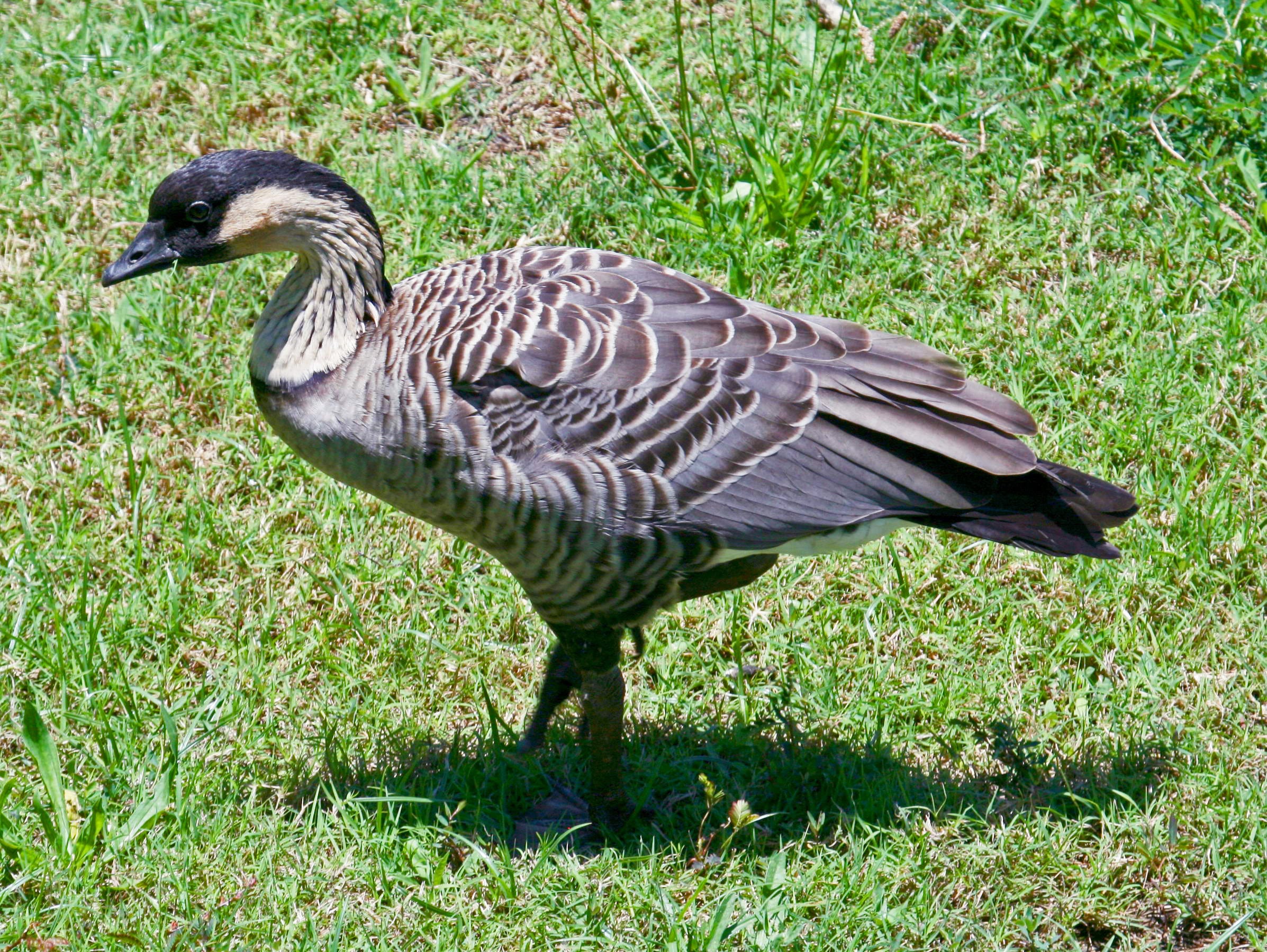 nene kauai rwd nene kauai rwd
