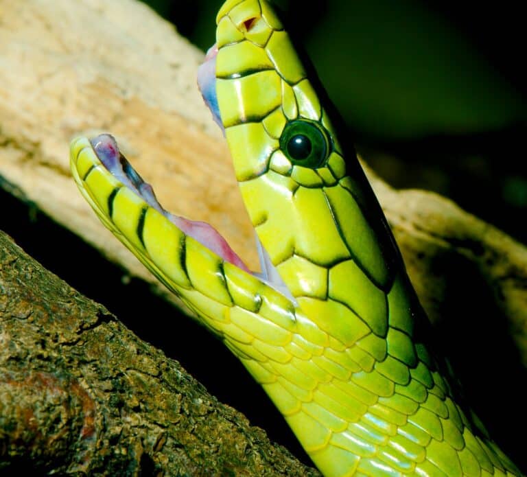 western green mamba (dendroaspis viridis) 2 western green mamba (dendroaspis viridis) 2