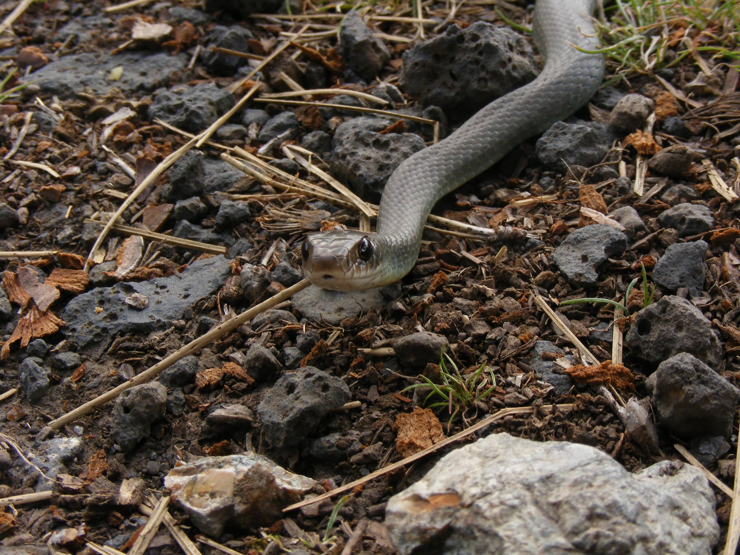 coluber constrictor mormon closeup of face, frontal