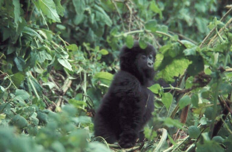 western lowland gorilla standing in forest