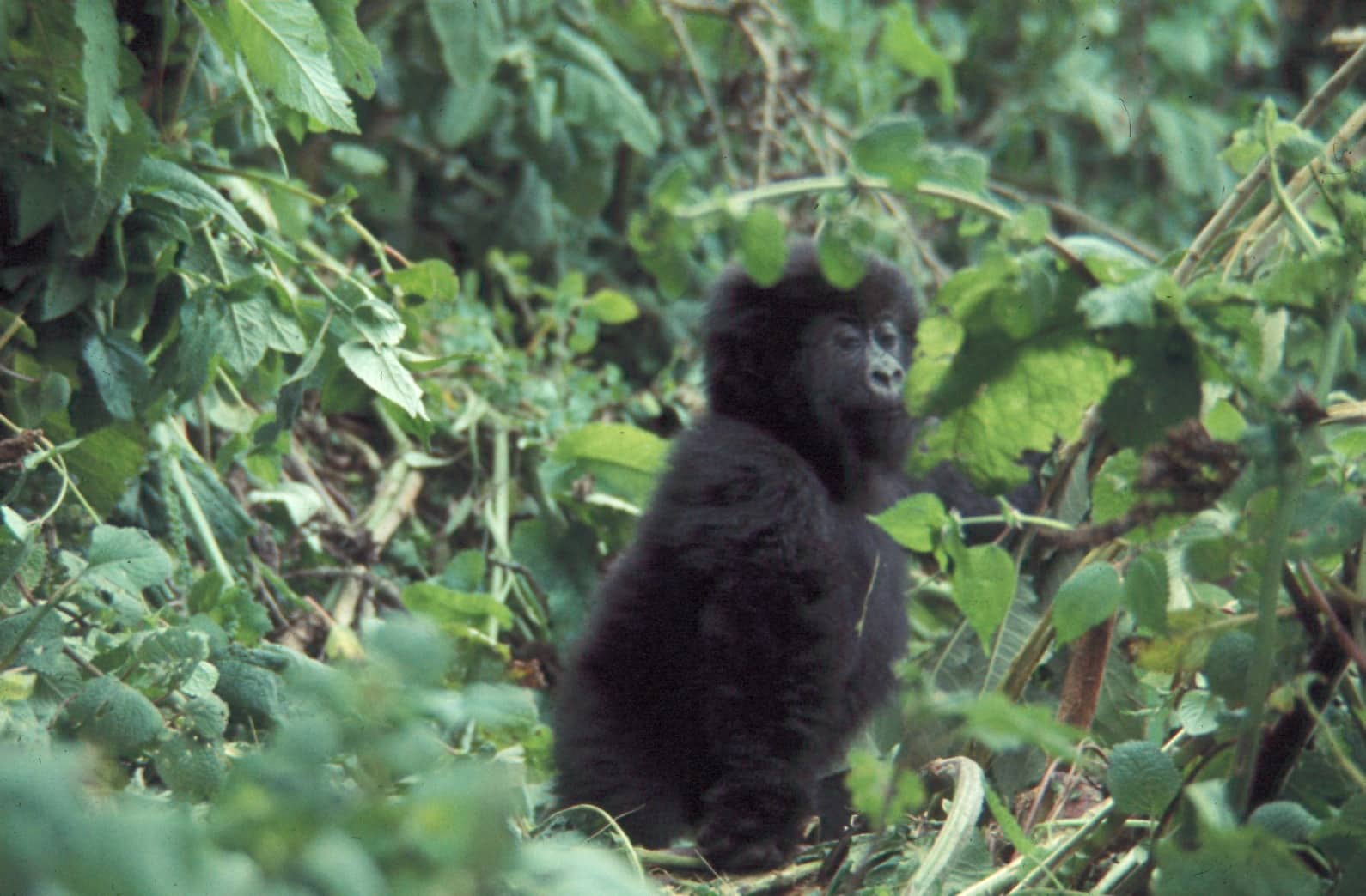 western lowland gorilla standing in forest