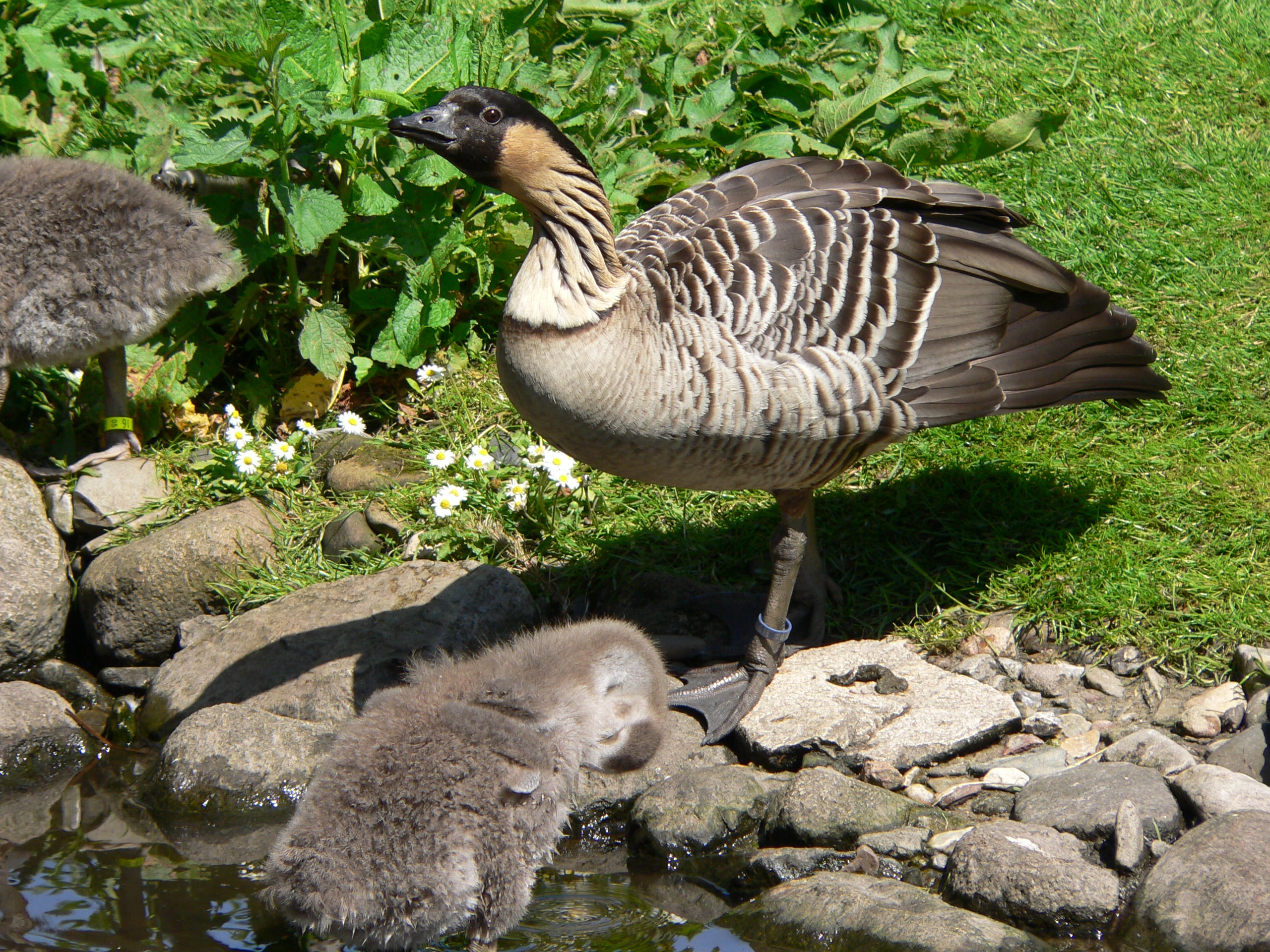 hawaiigans branta sandvichensis 0505283 hawaiigans branta sandvichensis 0505283