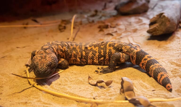 gila monster (heloderma suspectum)