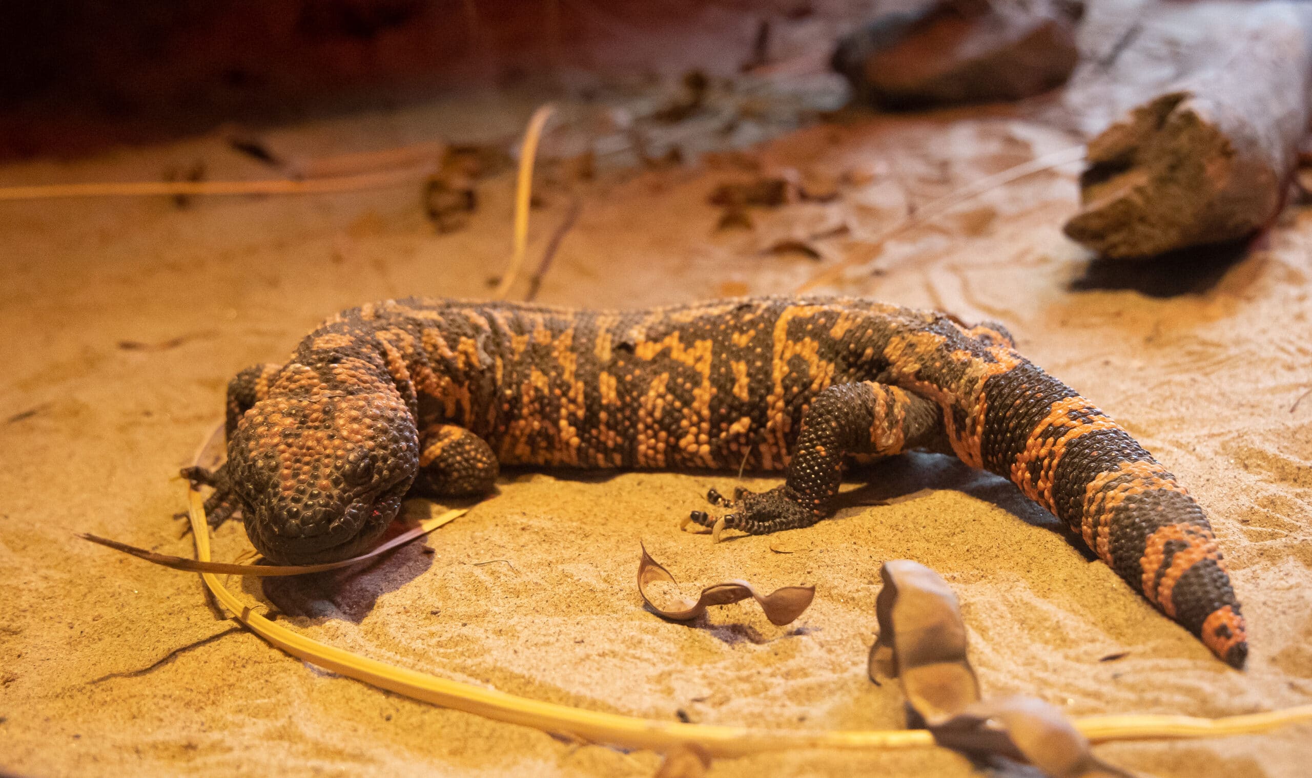 gila monster (heloderma suspectum)