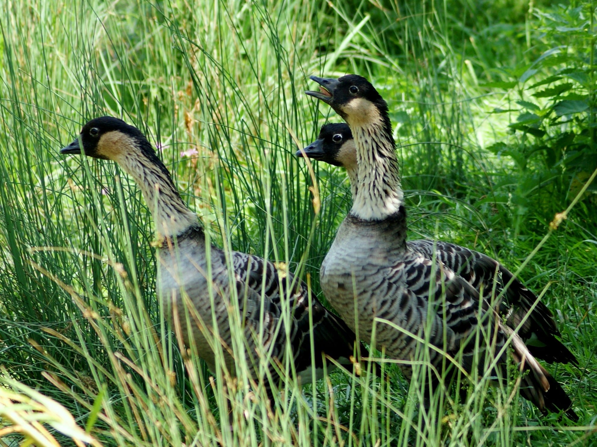 anatidae branta sandvicensis 2 anatidae branta sandvicensis 2