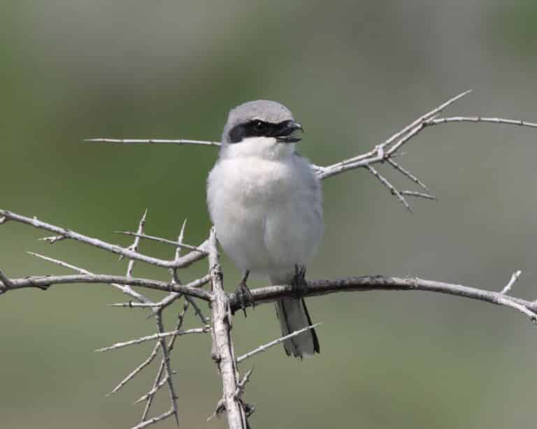 lanius ludovicianus gnp 01 lanius ludovicianus gnp 01