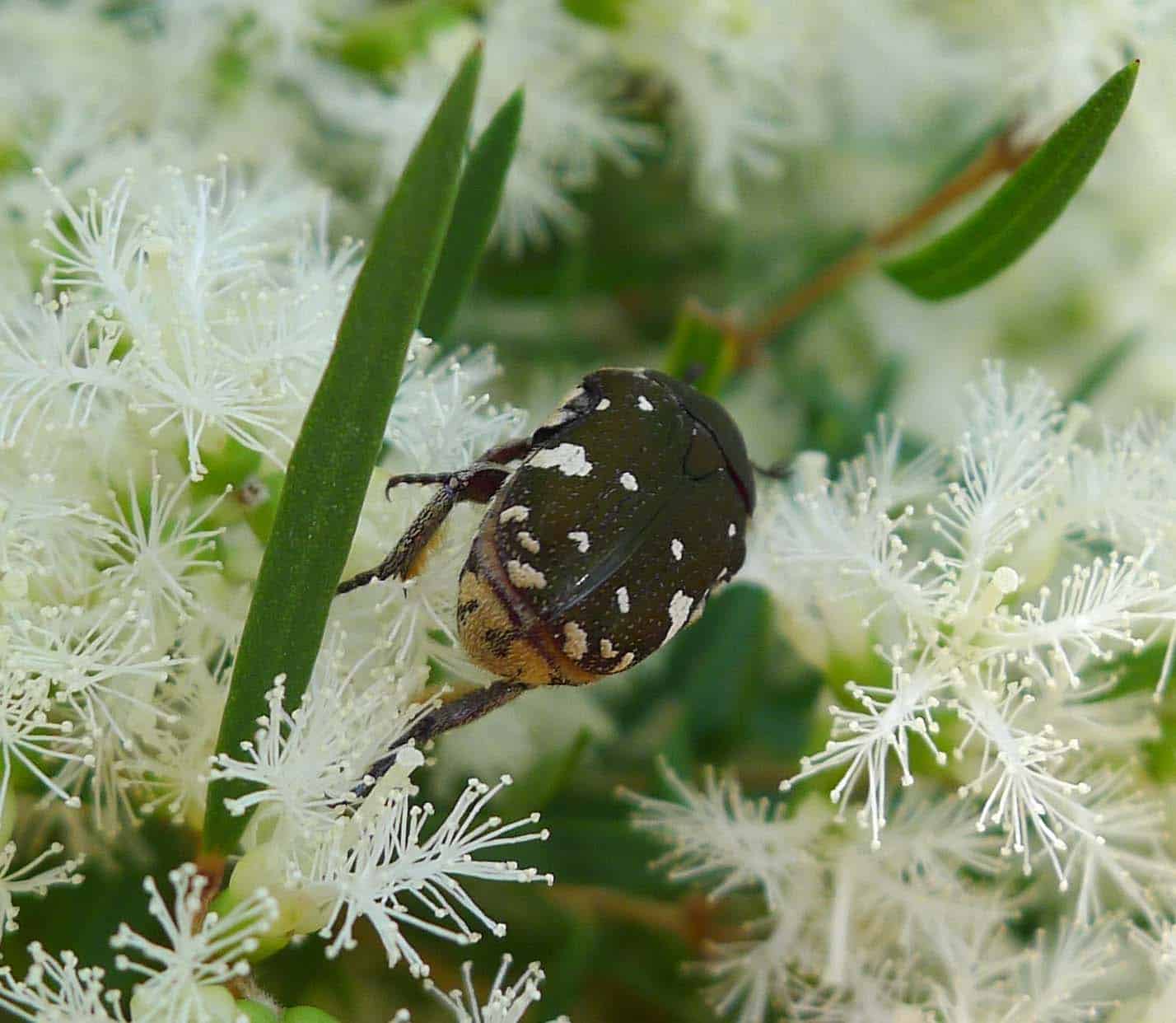 brown flower beetle. glycyphana stolata. scarabaeidae flickr gailhampshire (2)