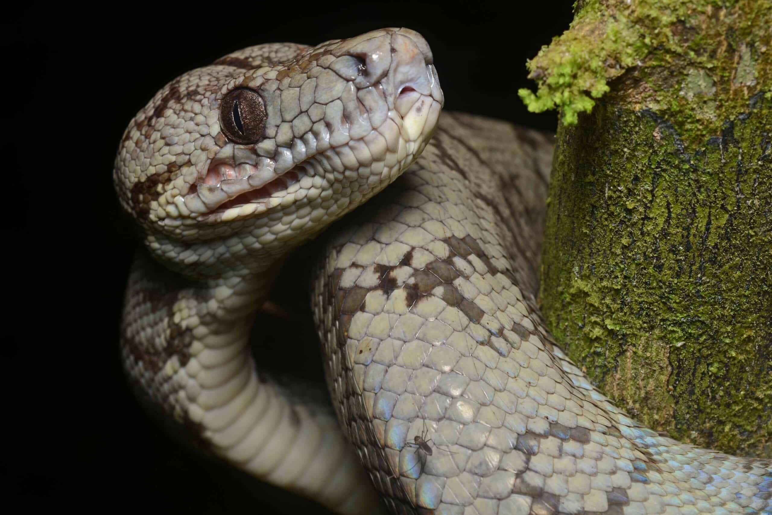 corallus hortulanus head, peru