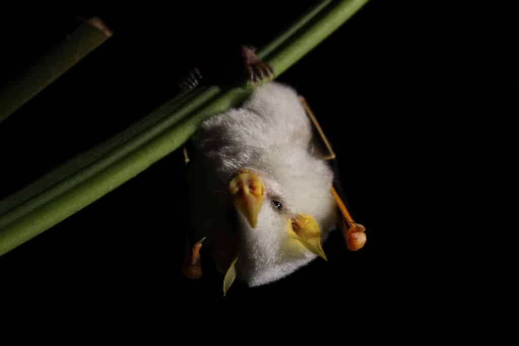 honduran white fruit bat honduran white fruit bat