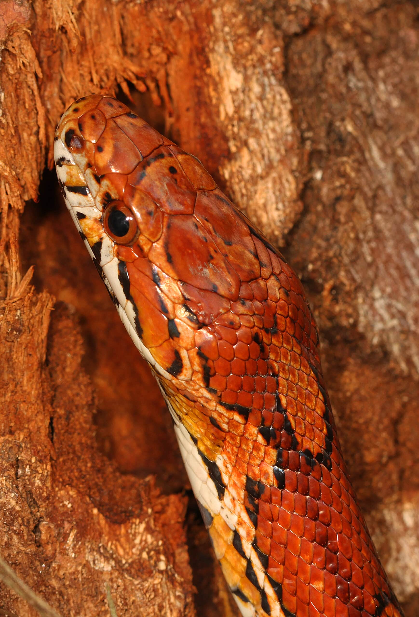 corn snake pantherophis guttatus, sapelo island, georgia