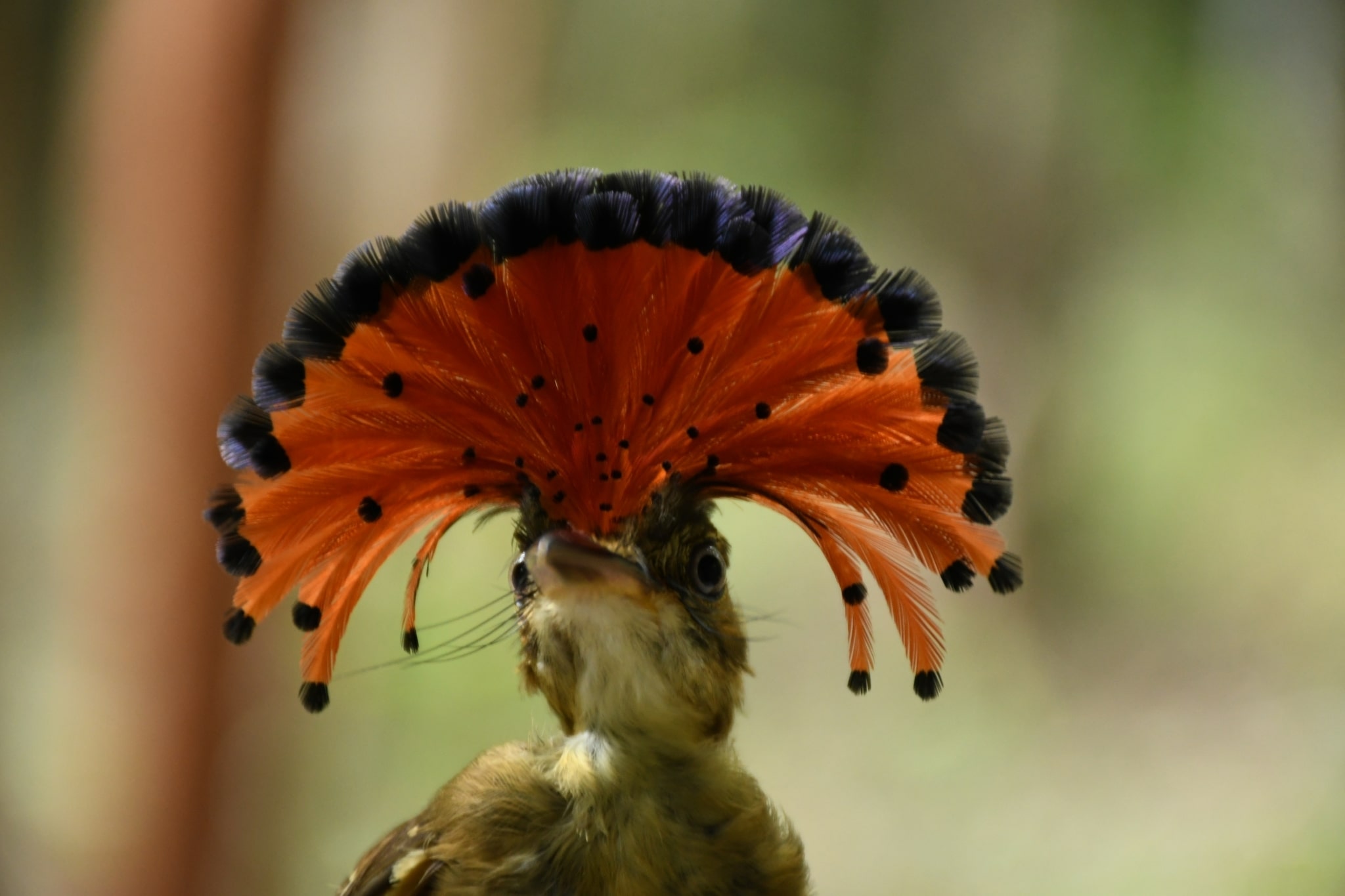 onychorhynchus coronatus 126032798