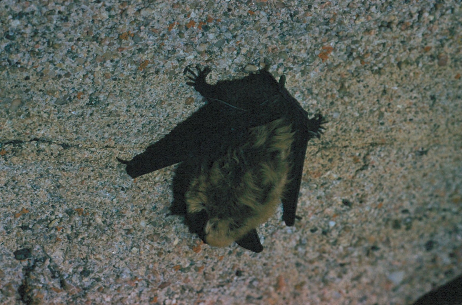little brown bat hanging in cave little brown bat hanging in cave