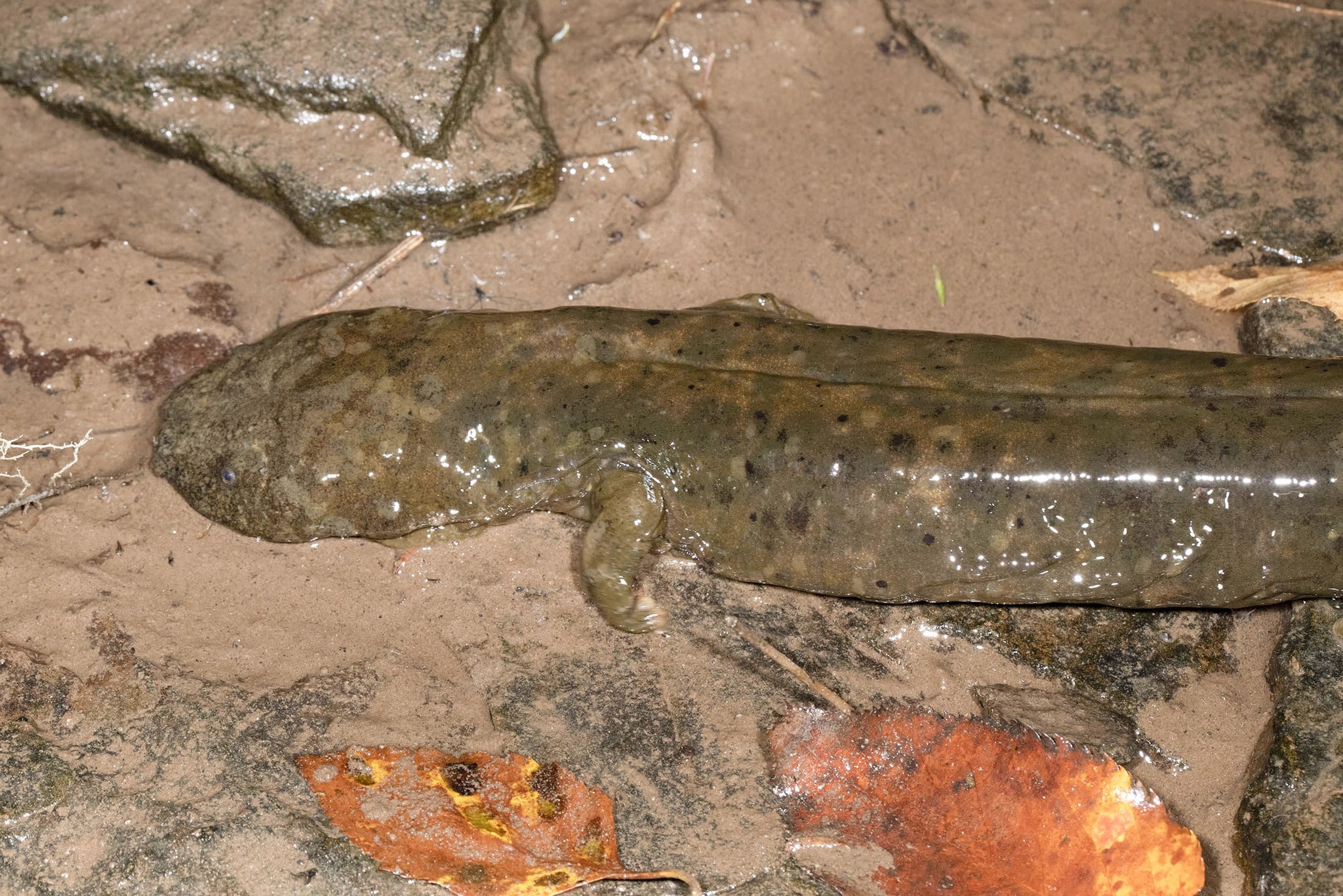 cryptobranchus alleganiensis 159118228 cryptobranchus alleganiensis 159118228 Hellbender
