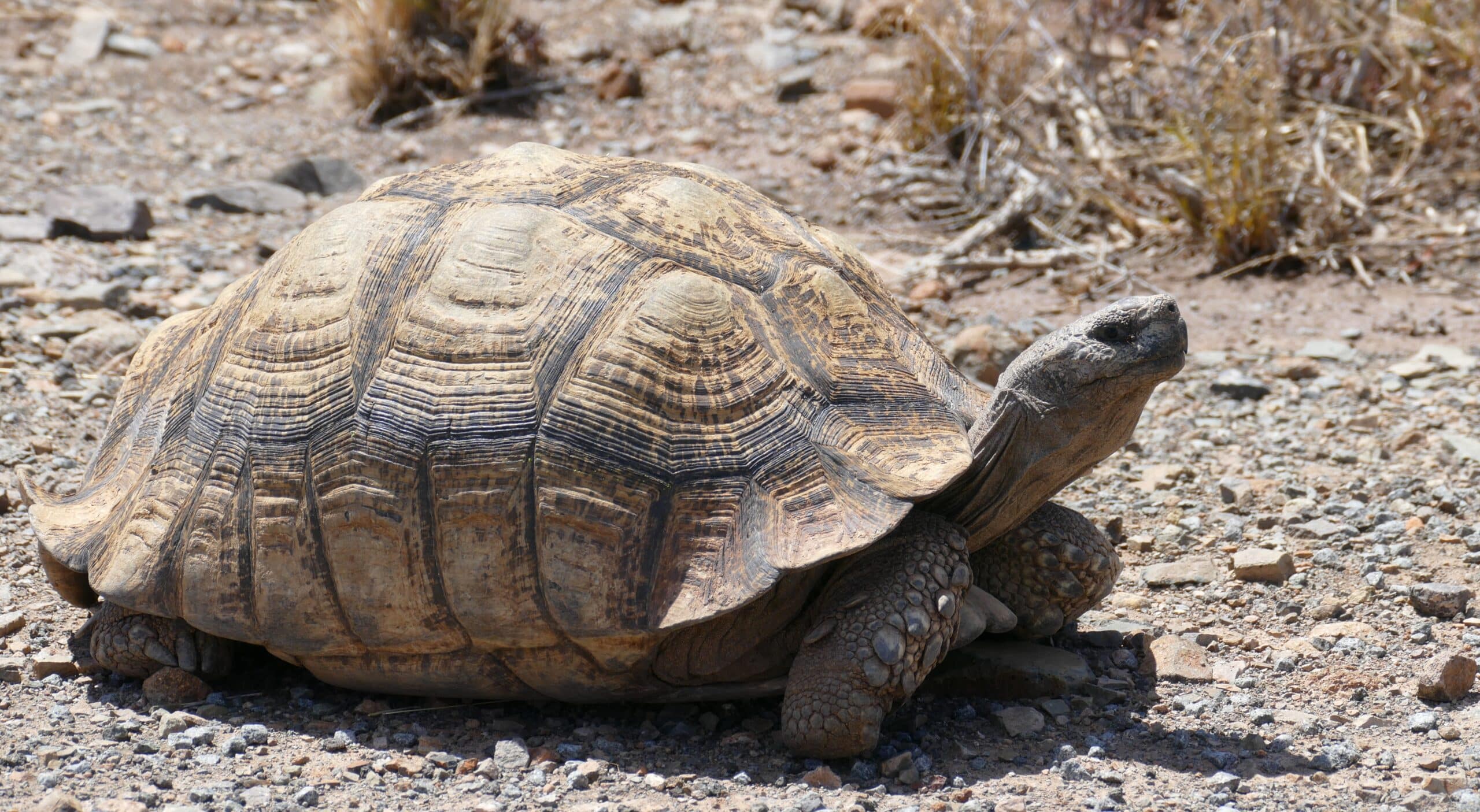 leopard tortoise (stigmochelys pardalis) (46182867442)