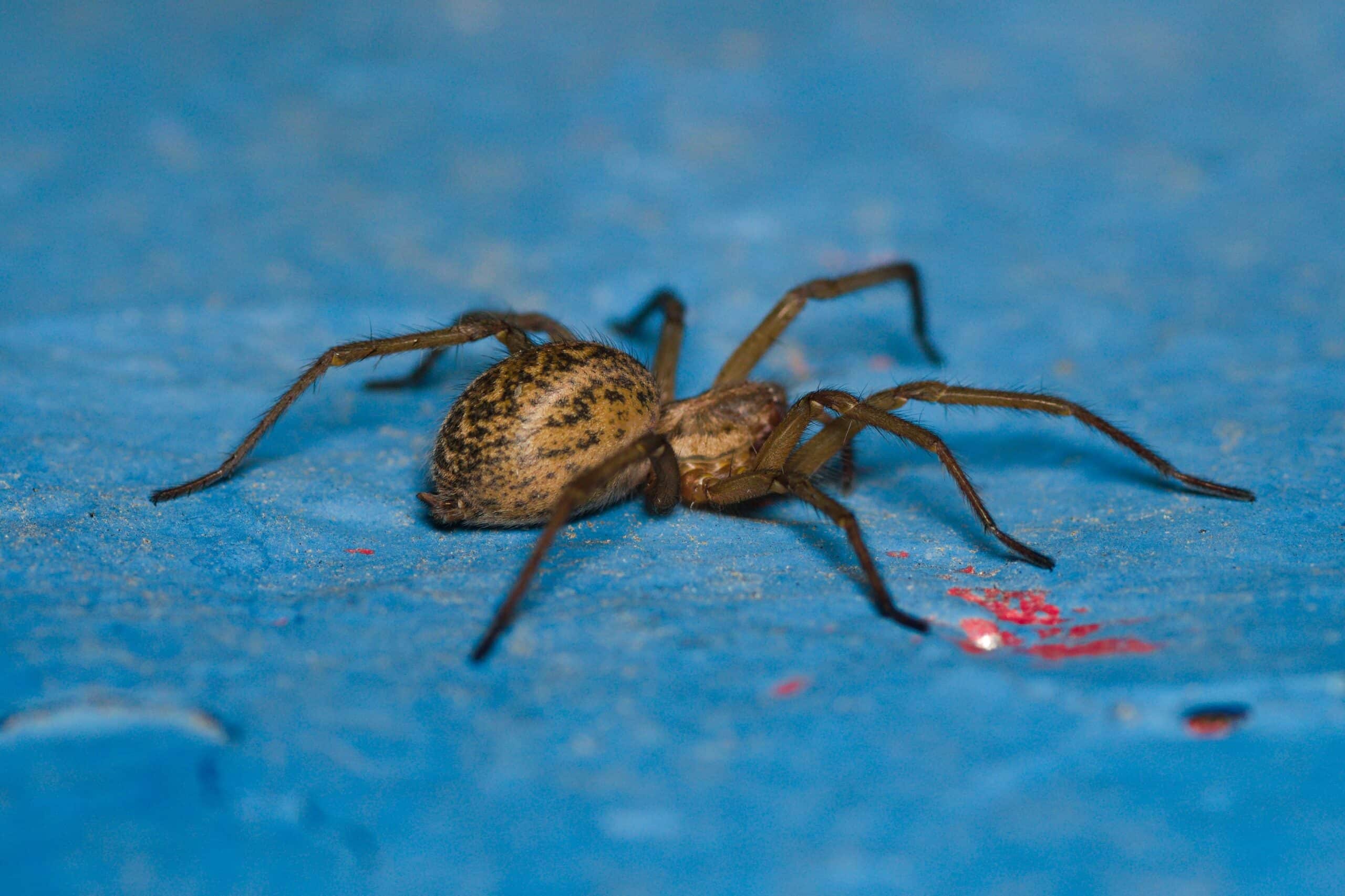eratigena agrestis female lateral bytom