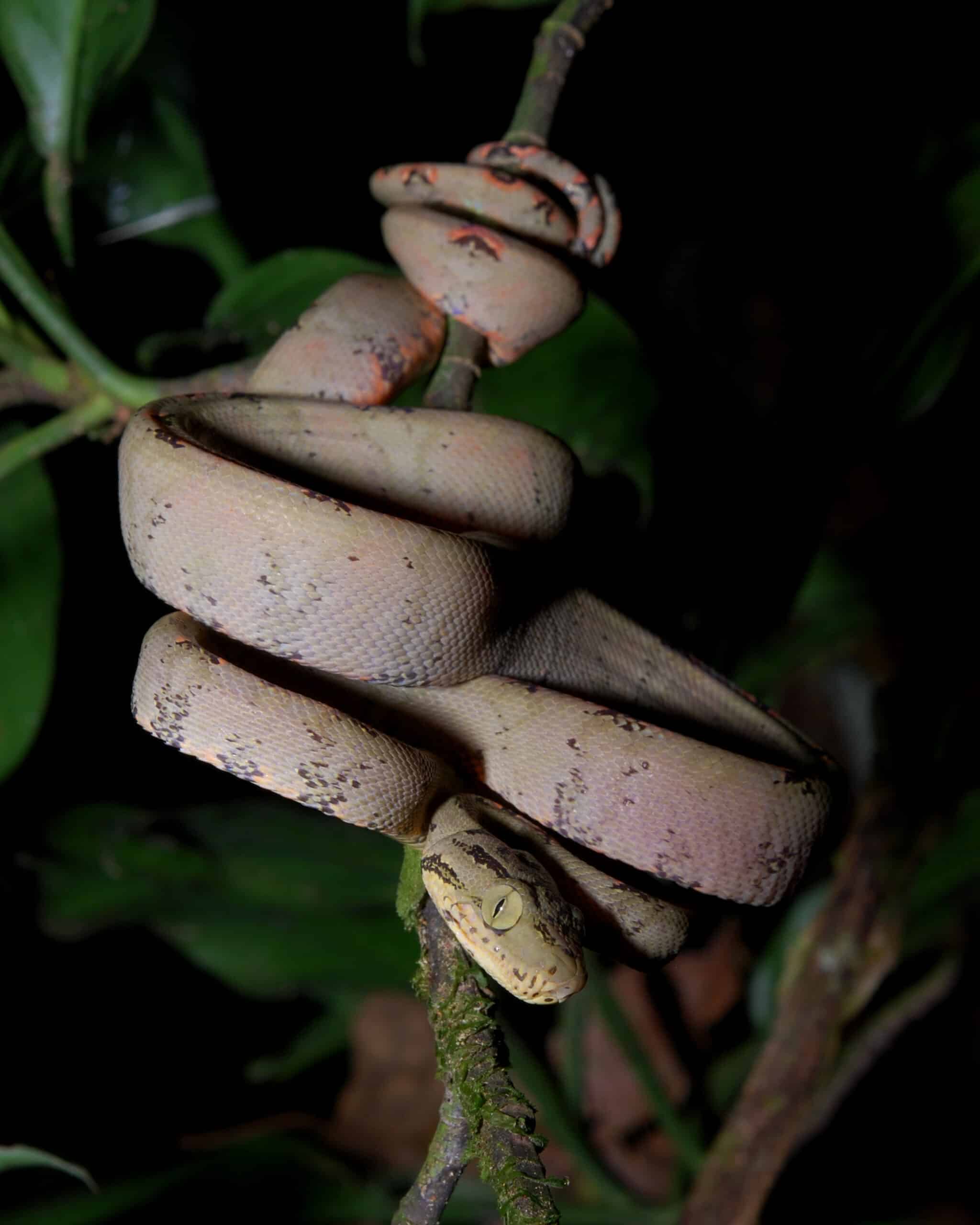 corallus hortulanus in ecuador