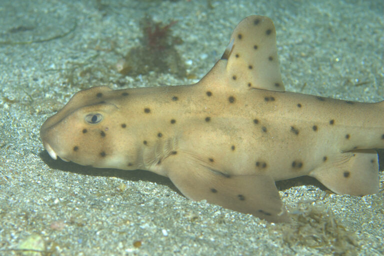 file:heterodontus francisci catalina.jpg file:heterodontus francisci catalina.jpg Horn Shark
