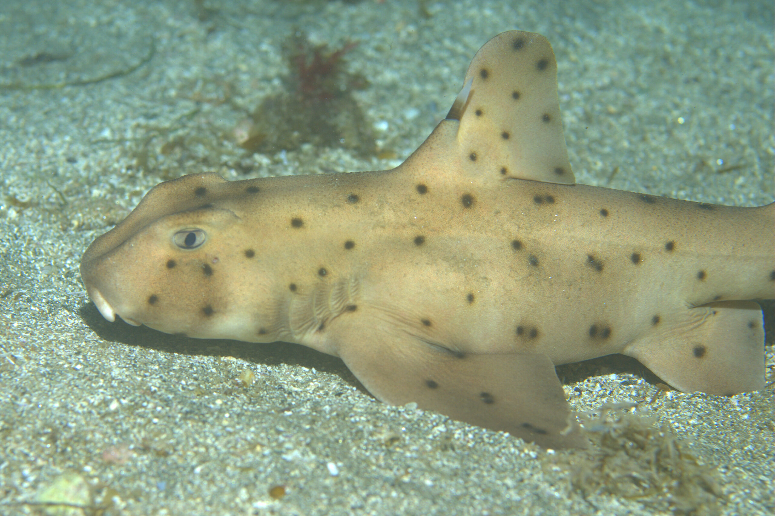 file:heterodontus francisci catalina.jpg file:heterodontus francisci catalina.jpg Horn Shark