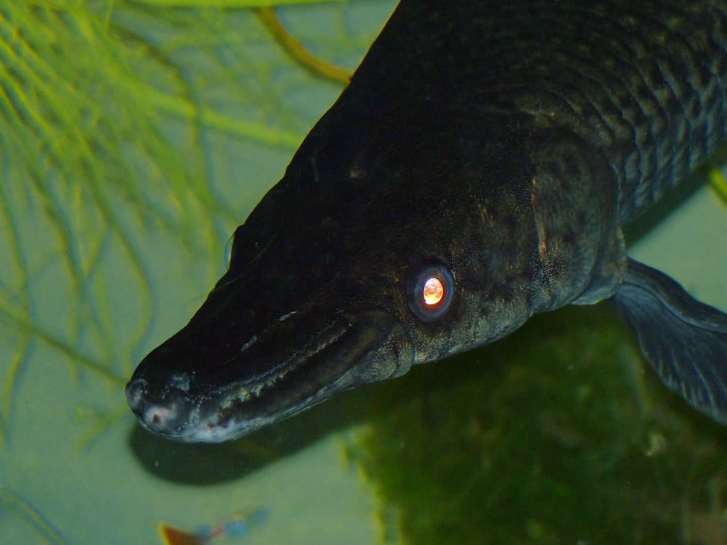 alligator gar (atractosteus spatula)