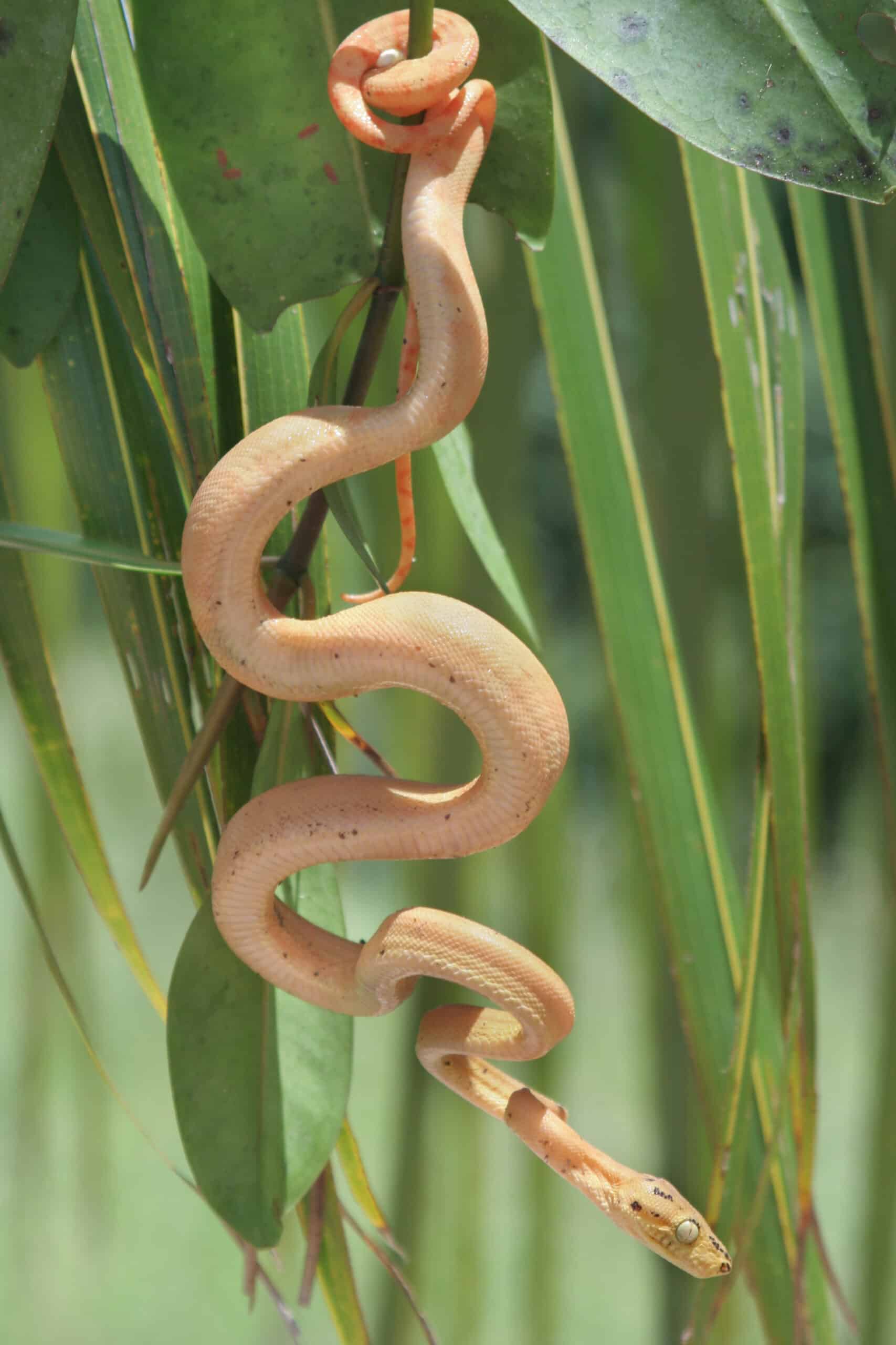 boidae corallus hortulanus (garden tree boa)