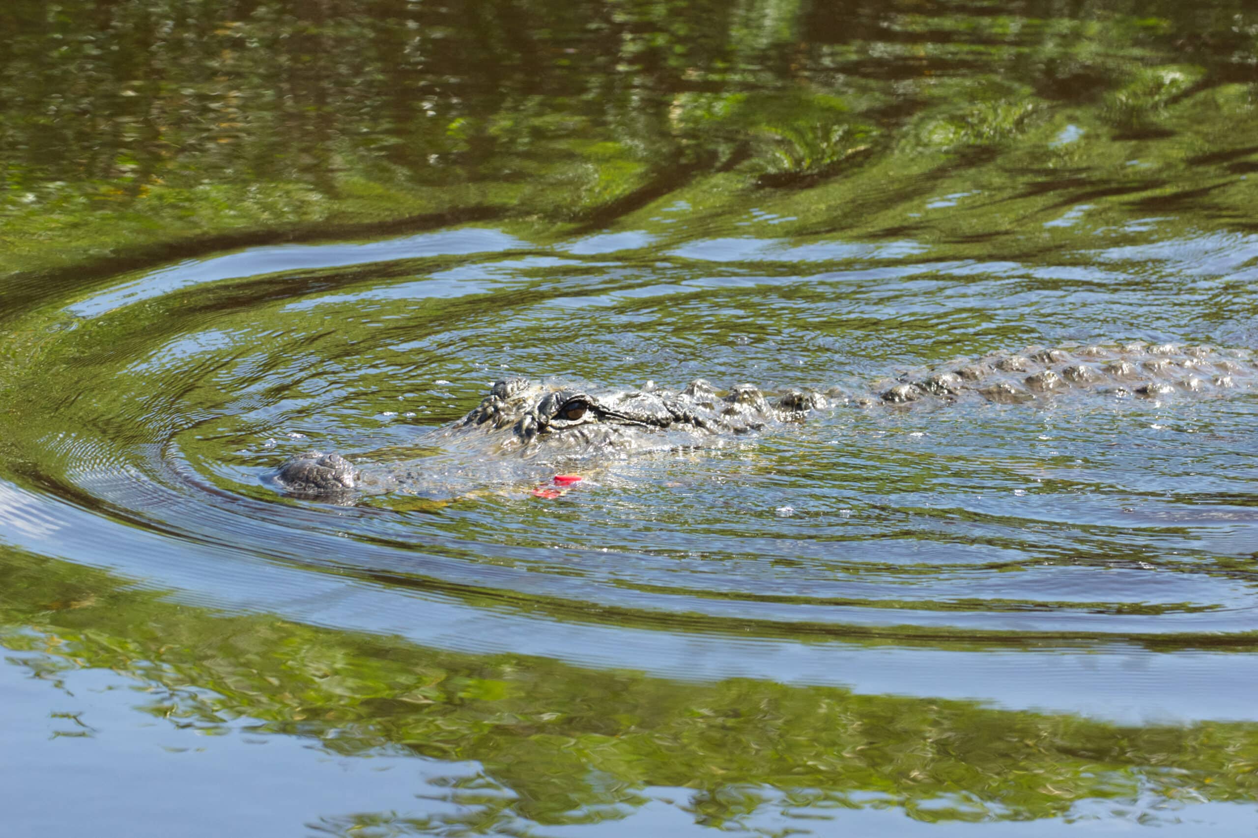 alligator mississippiensis (american alligator)