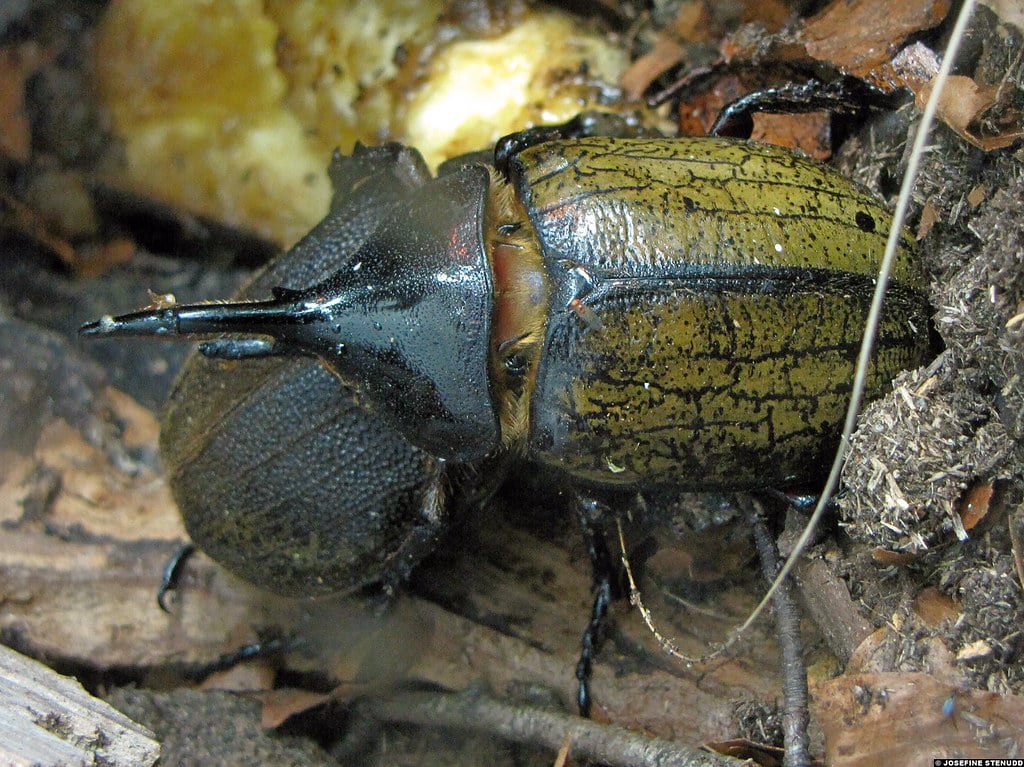 20091222 16 hercules beetles (dynastes hercules) at universeum, gothenburg, sweden 20091222 16 hercules beetles (dynastes hercules) at universeum, gothenburg, sweden