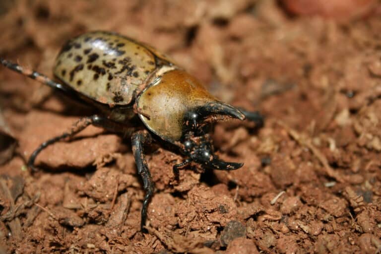 poirot, eastern hercules beetle poirot, eastern hercules beetle