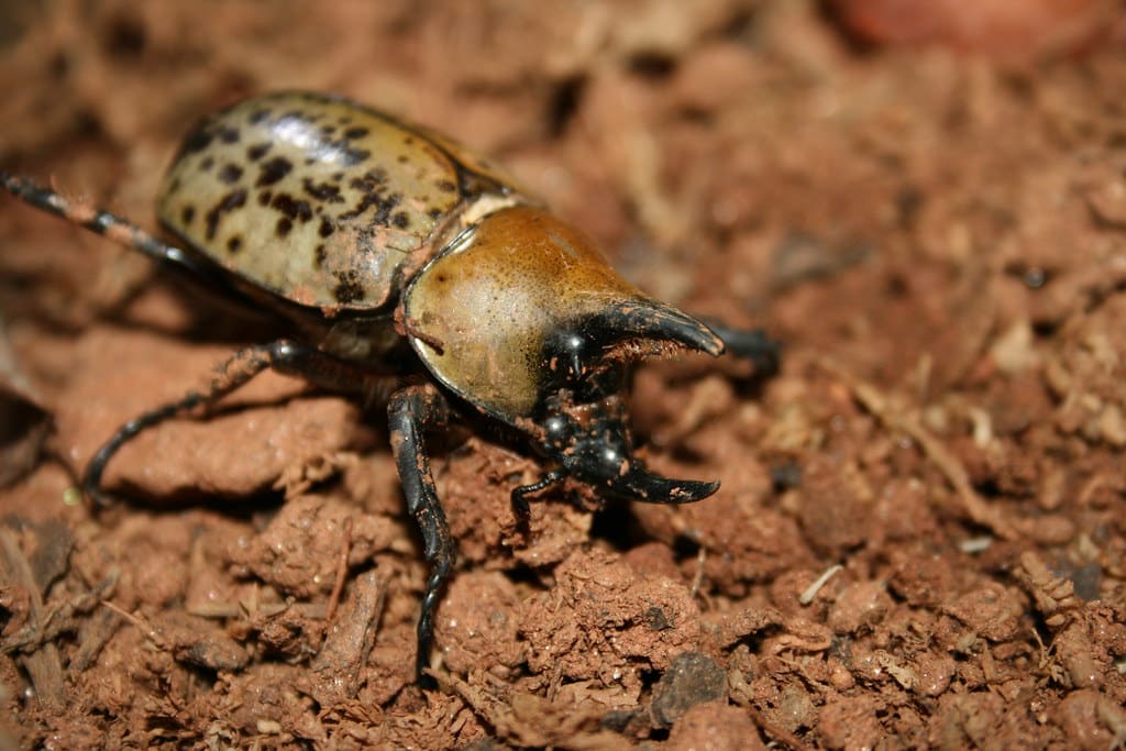 poirot, eastern hercules beetle poirot, eastern hercules beetle