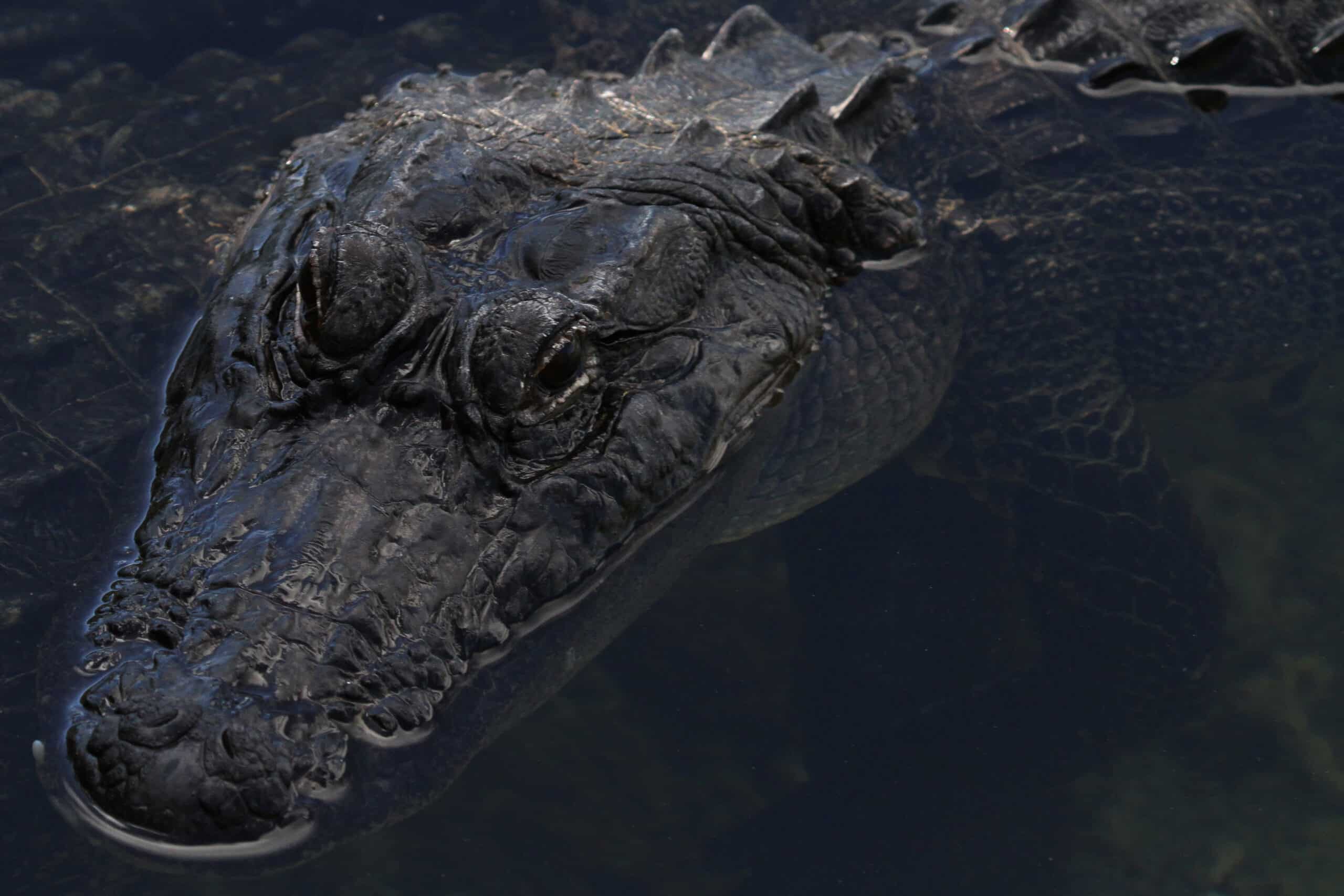 american alligator alligator mississippiensis, national key deer refuge, big pine key, florida 31869532362