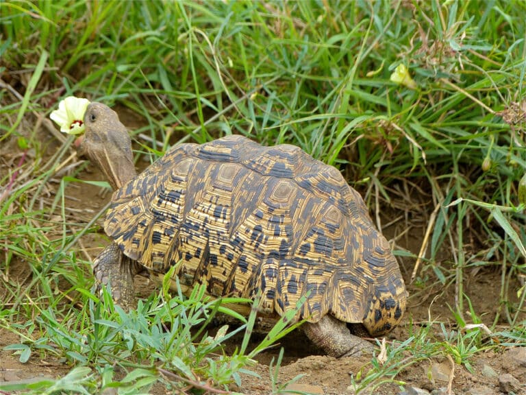 file:leopard tortoise (stigmochelys pardalis) eating hibiscus flower (11492502184).jpg