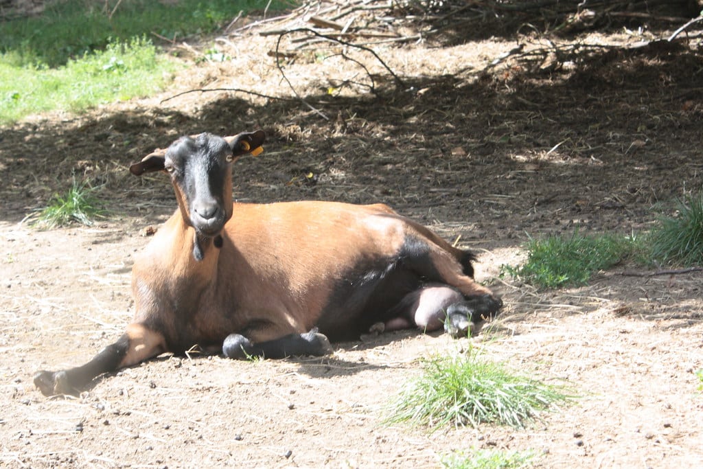 alpine goat resting