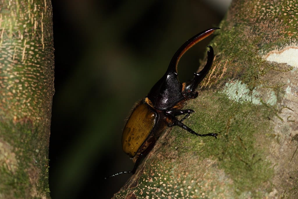 dynastes hercules dynastes hercules