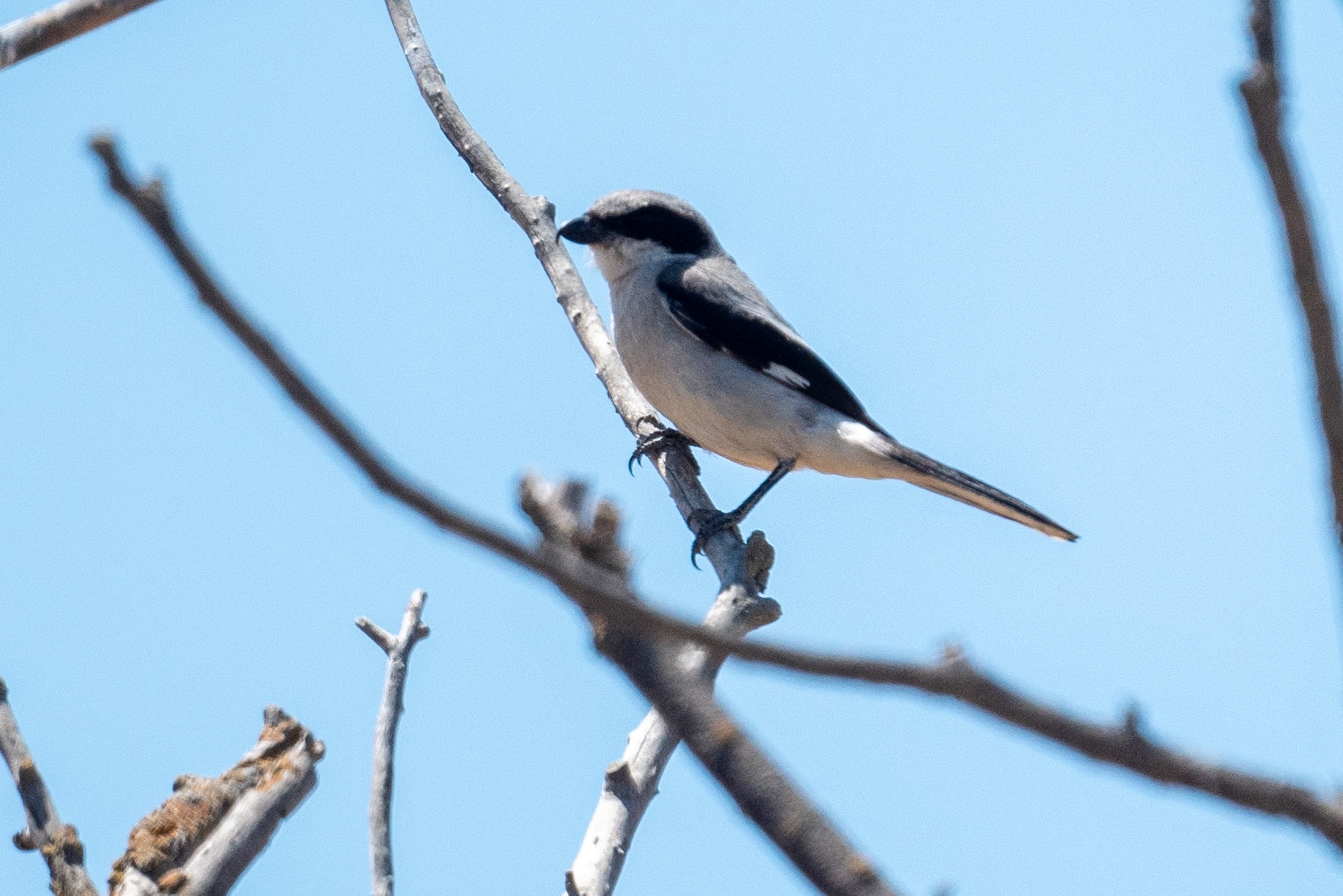 lanius ludovicianus 141067197 lanius ludovicianus 141067197