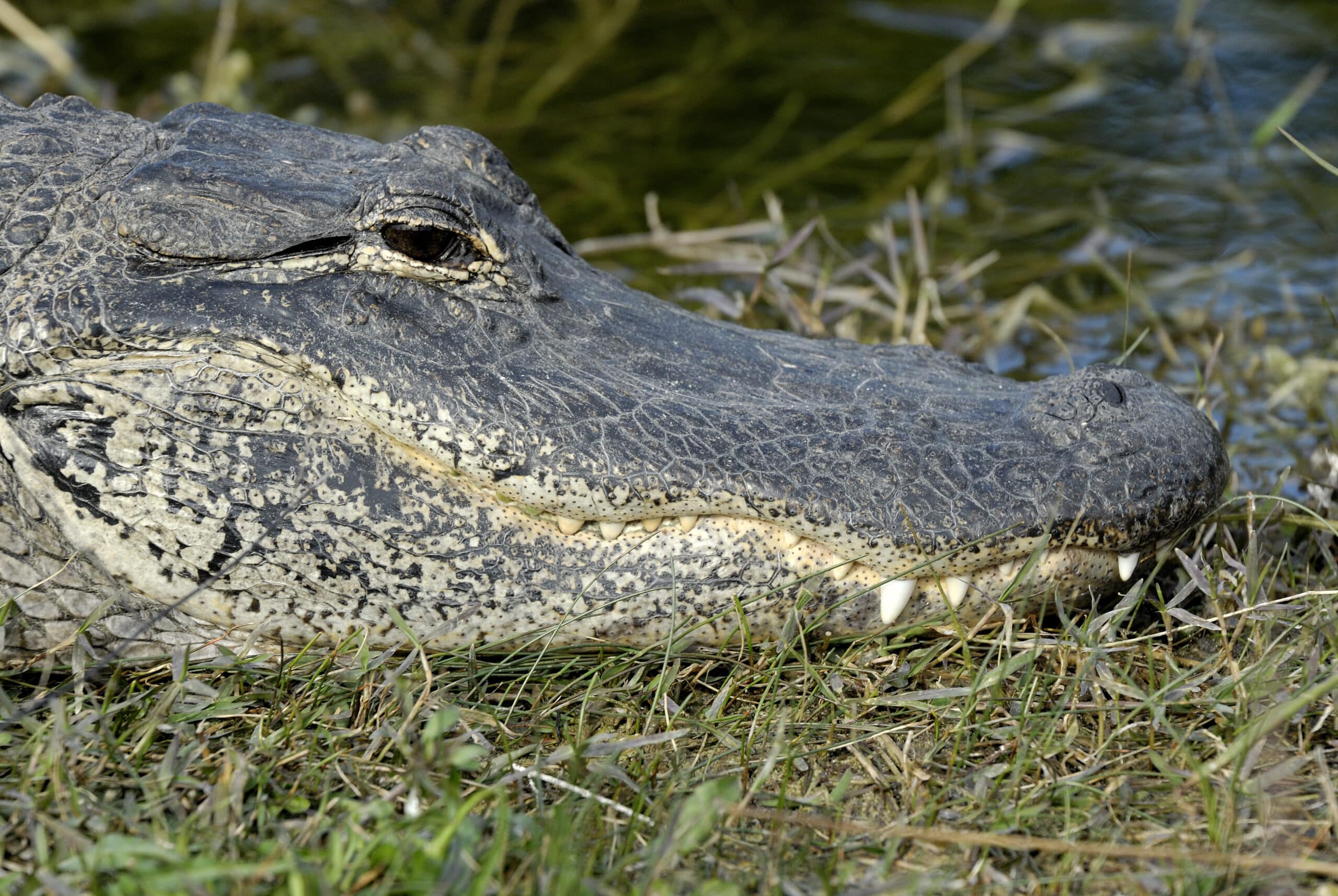 alligator mississippiensis, florida  American Alligator