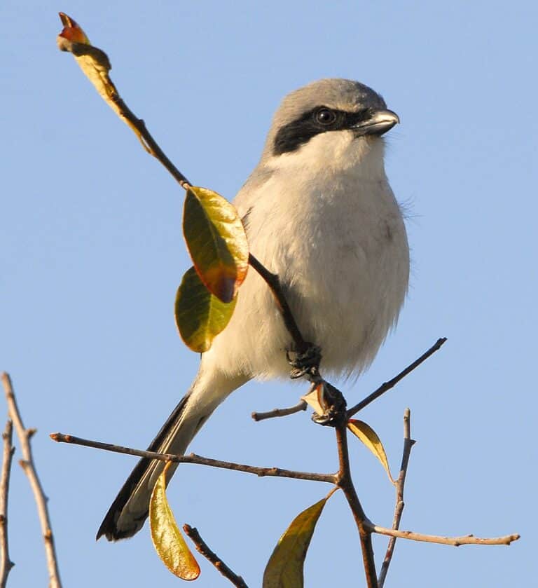 loggerhead shrike ( lanius ludovicianus migrans ) flickr andrea westmoreland loggerhead shrike ( lanius ludovicianus migrans ) flickr andrea westmoreland