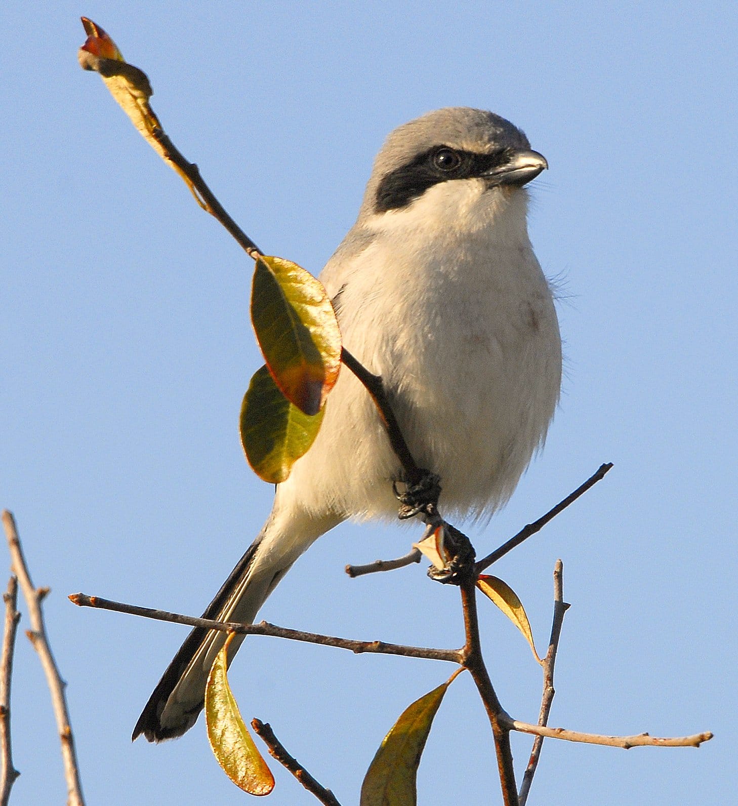 loggerhead shrike ( lanius ludovicianus migrans ) flickr andrea westmoreland loggerhead shrike ( lanius ludovicianus migrans ) flickr andrea westmoreland