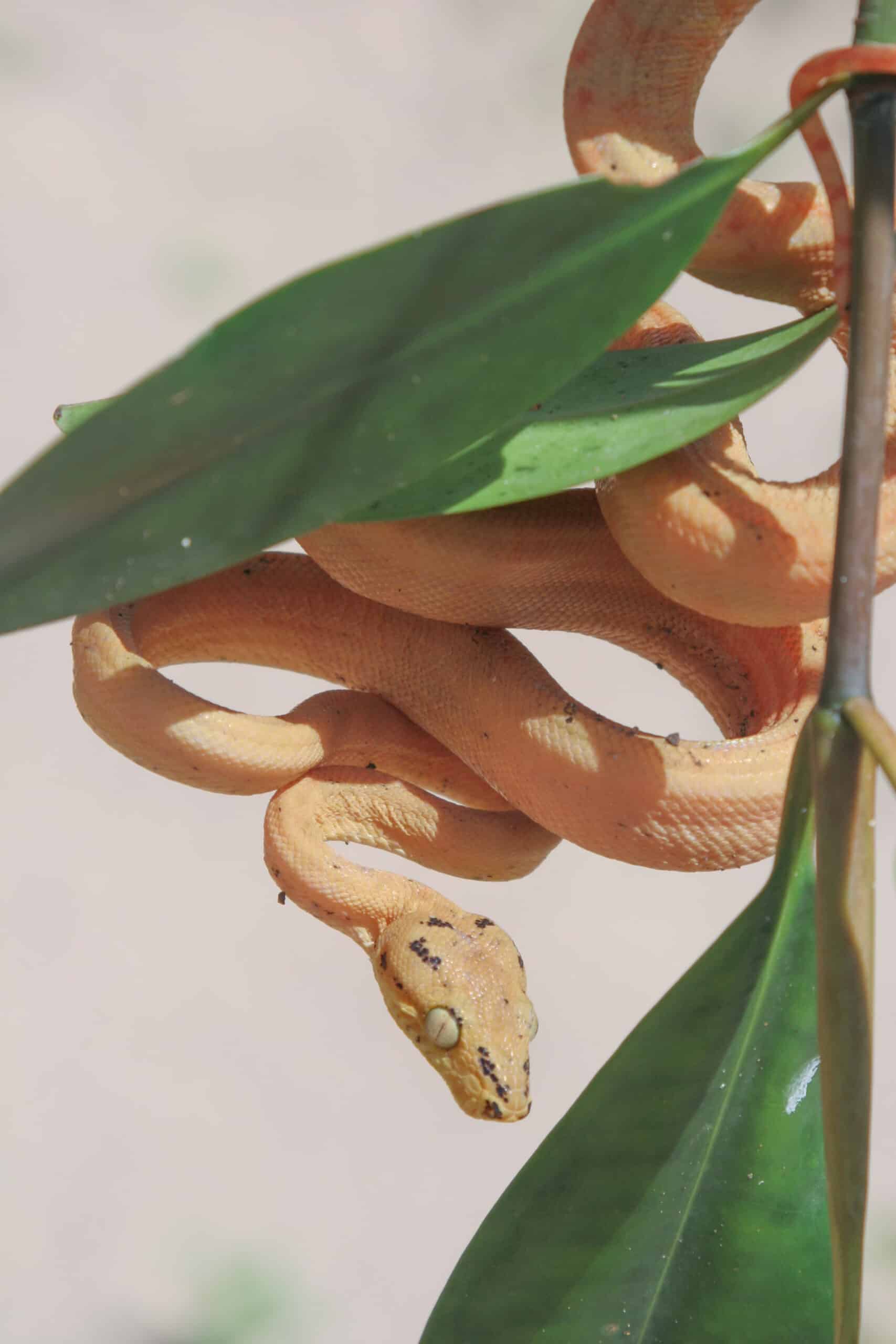 boidae corallus hortulanus (garden tree boa) 49787001956