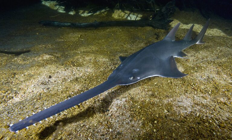 pristis pristis townsville Sawfish