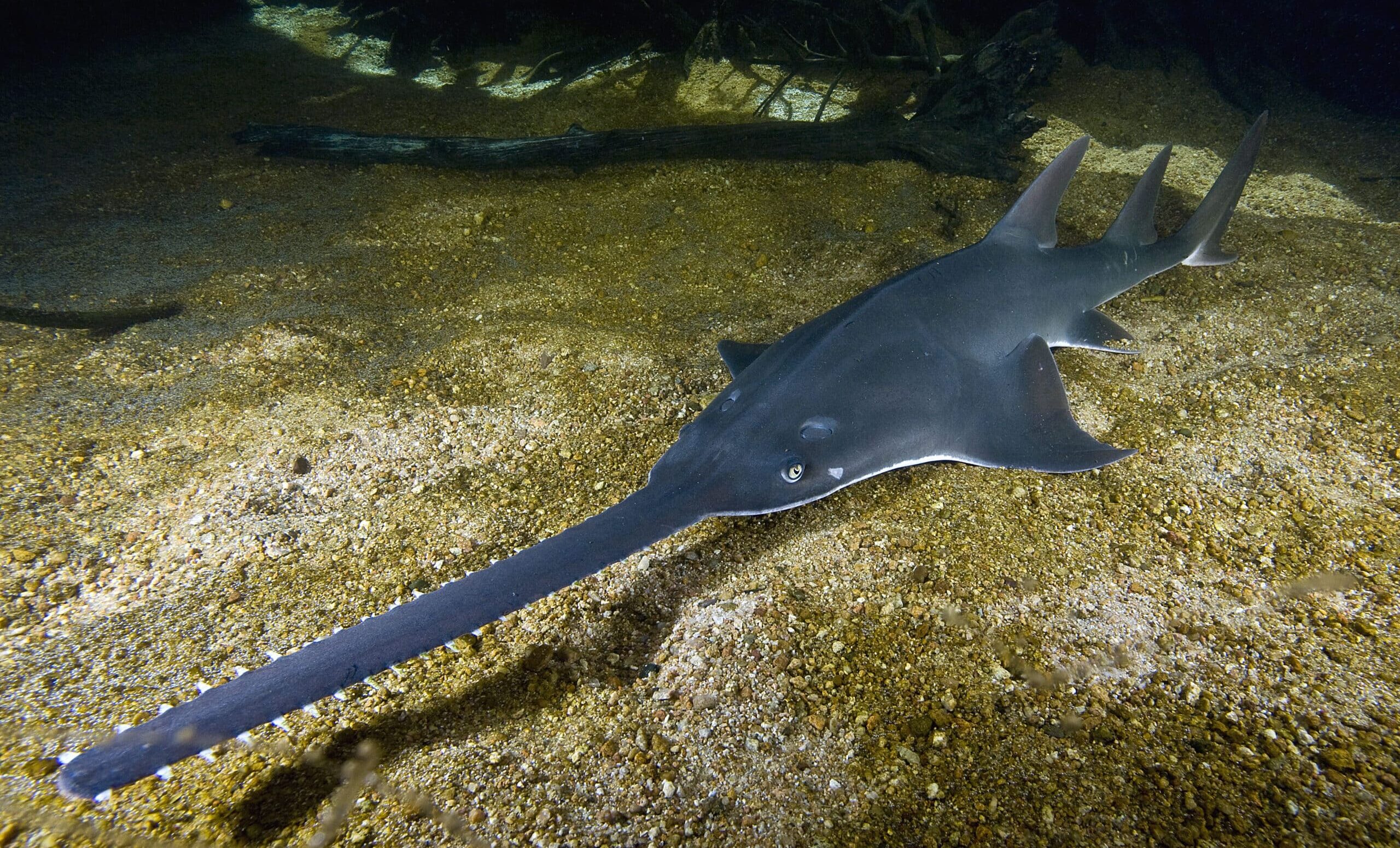pristis pristis townsville  Sawfish