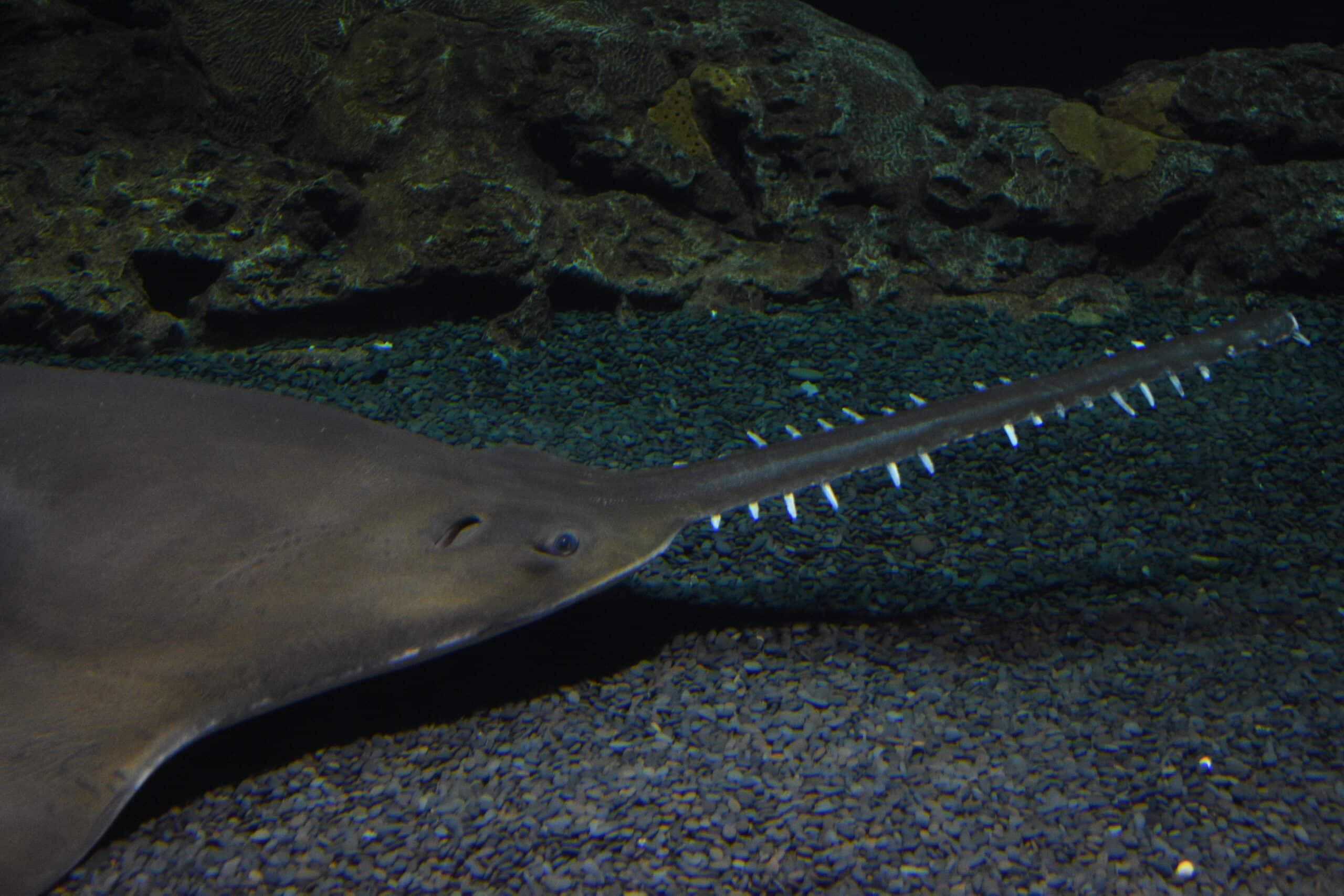 largetooth sawfish 1