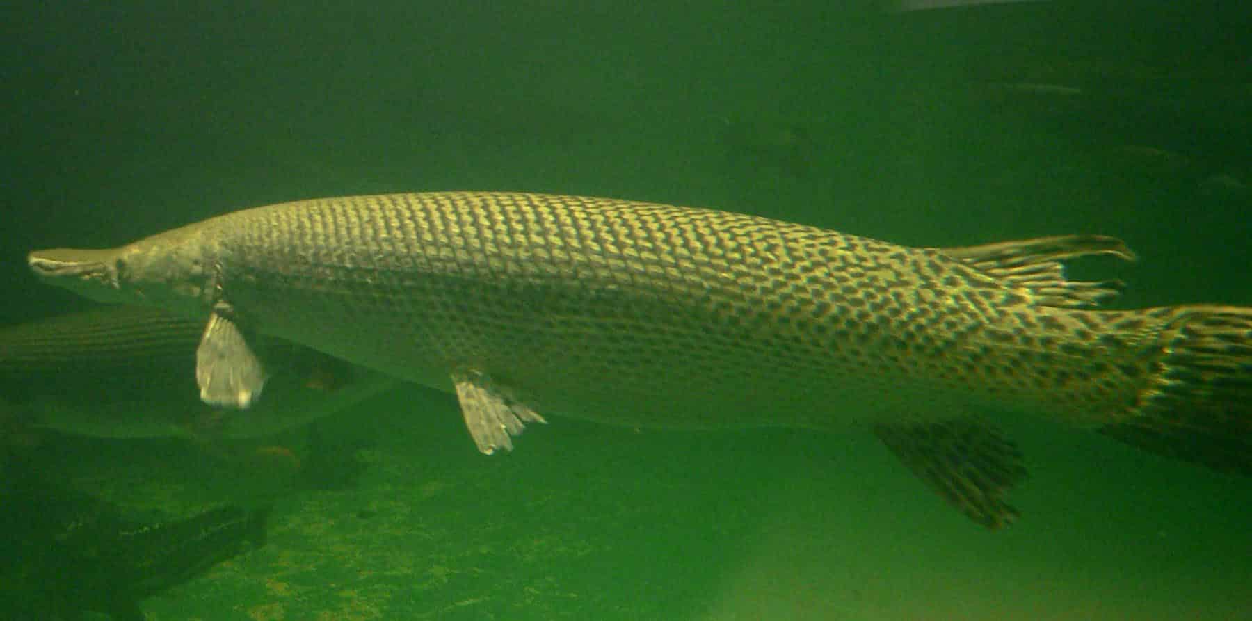 atractosteus spatula 1