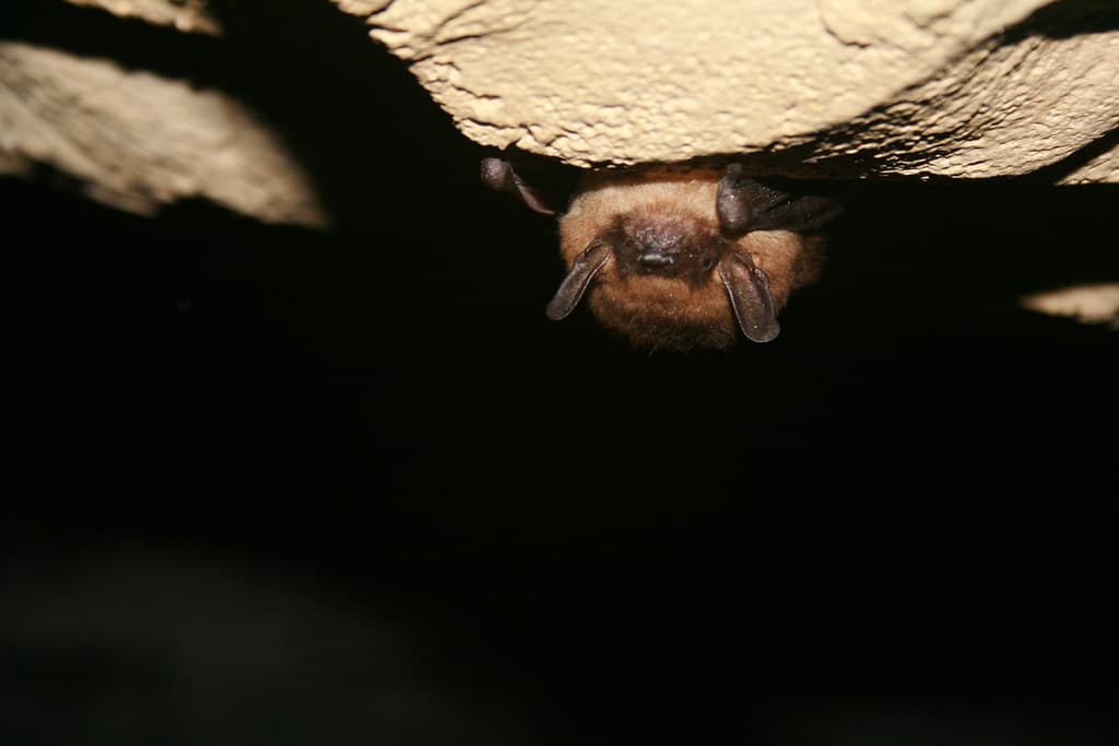 healthy hibernating little brown bat healthy hibernating little brown bat
