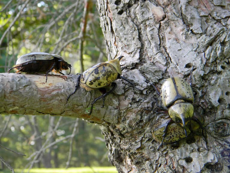 hercules beetles hercules beetles
