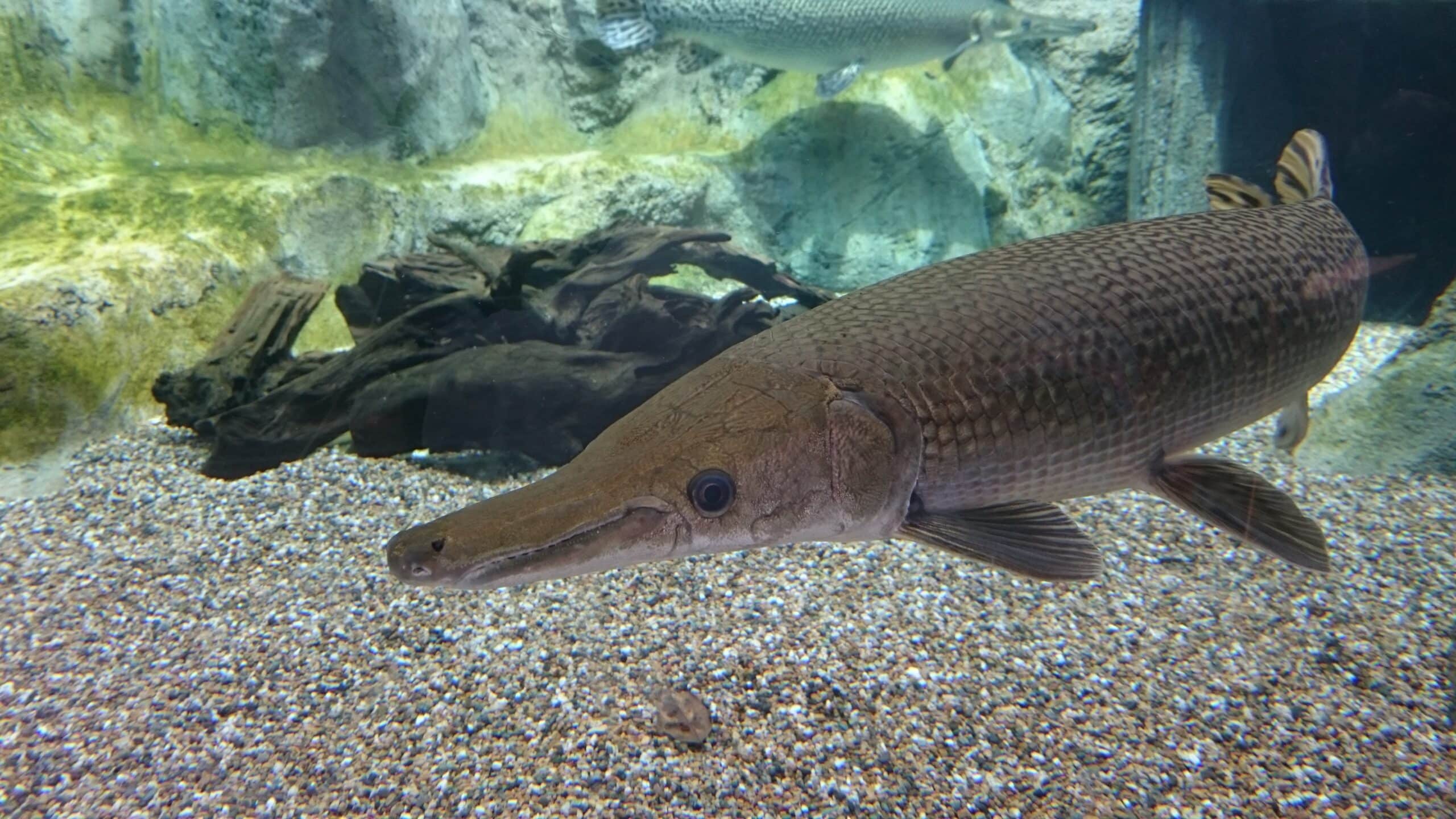 alligator gar (atractosteus spatula)  Alligator Gar