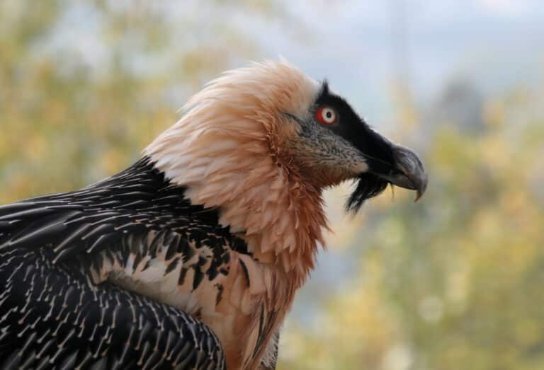 file:bartgeier gypaetus barbatus closeup2 richard bartz.jpg Bearded Vulture